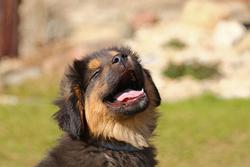 Innamorarsi di un cucciolo a Natale: alle frontiere più tenere della neurobiologia